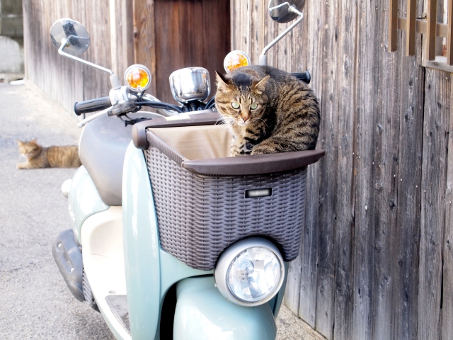 島の猫と日常